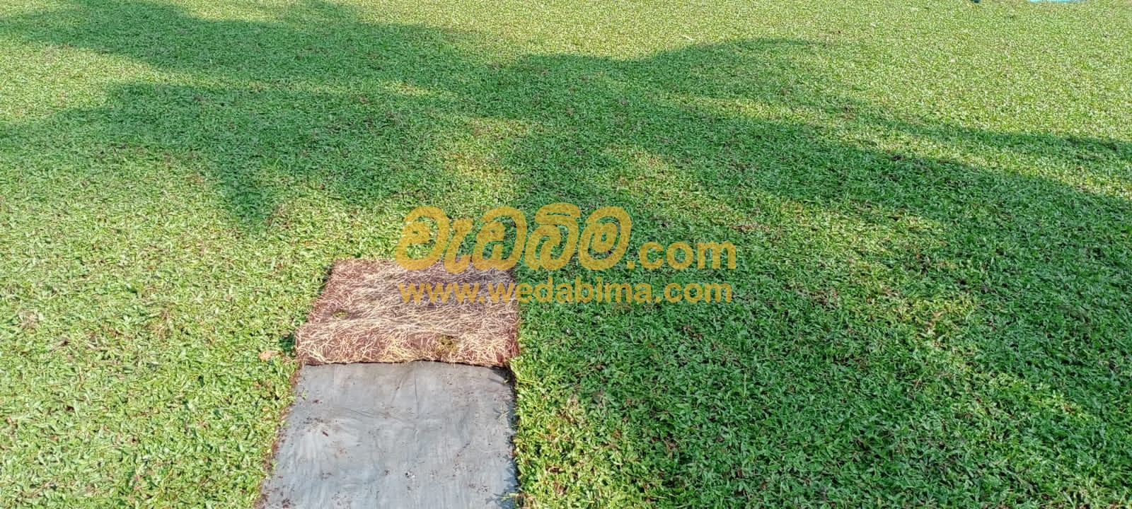 Cover image for Malaysian grass supplier in Pothukoladeniya