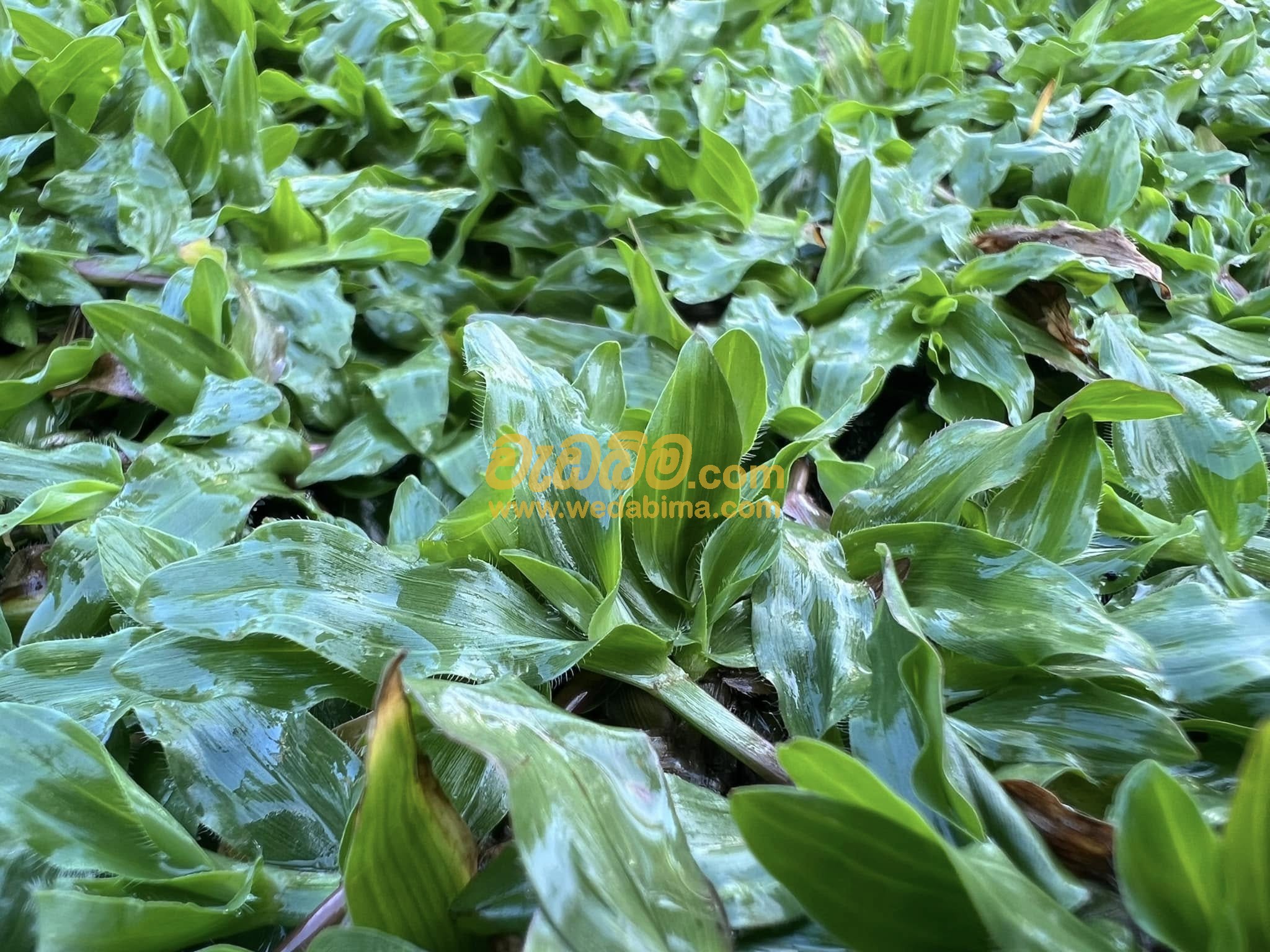 Malaysian grass supplier in Weliweriya