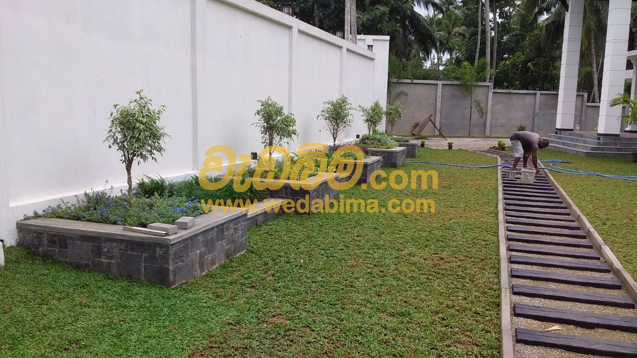 Malaysian Grass Suppliers In negombo