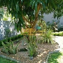 landscaping prices in sri lanka