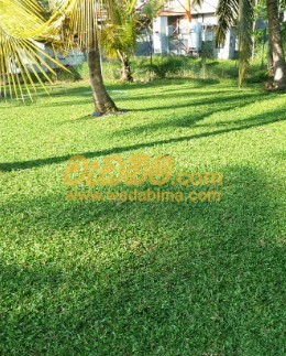 Australian Grass Suppliers In Sri Lanka