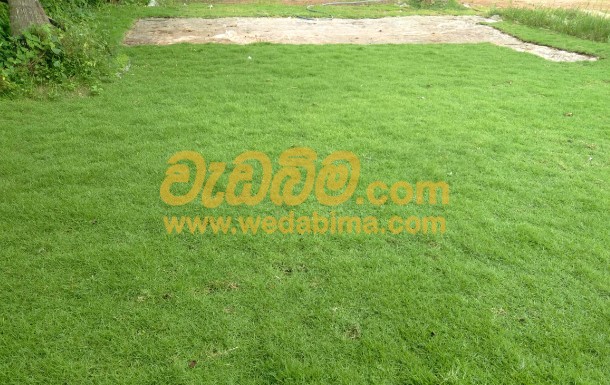 Cover image for Australian Grass Suppliers In Sri Lanka