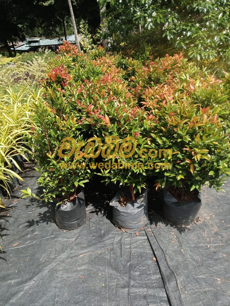 Cover image for Root ball plants for sale Price in colombo