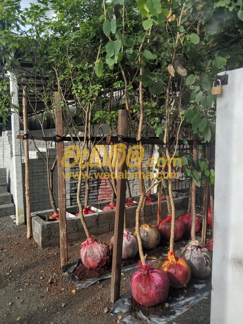 Cover image for Root ball trees for sale and Installation Price in Weliweriya