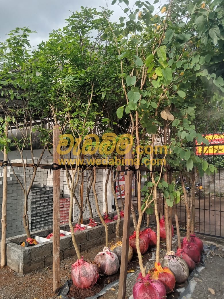 Cover image for Root ball trees for sale in Weliweriya