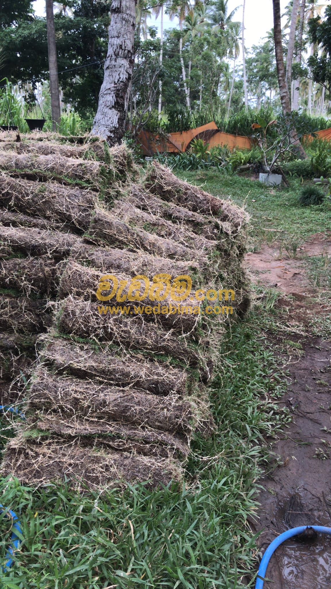 Cover image for Grass Suppliers in Colombo