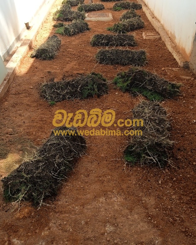 grass landscape design price in sri lanka