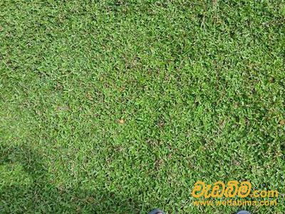 Malaysian Grass