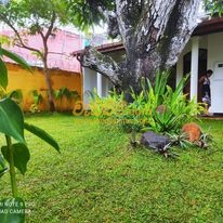 ornamental grass landscape design in sri lanka