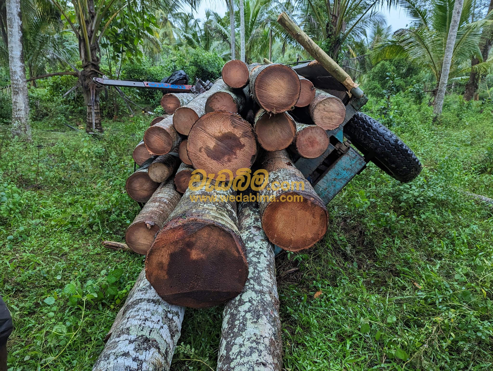 Planks in Sri Lanka