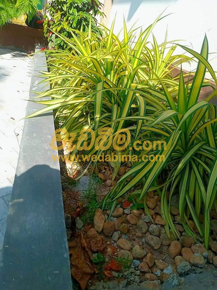 Landscaping Designs in walasmulla